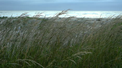 cañas en la playa moviéndose lentamente en el viento