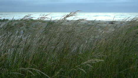 reeds at beach slowly moving in the wind