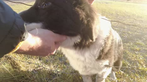 cute dog getting petted outdoors in the sunset