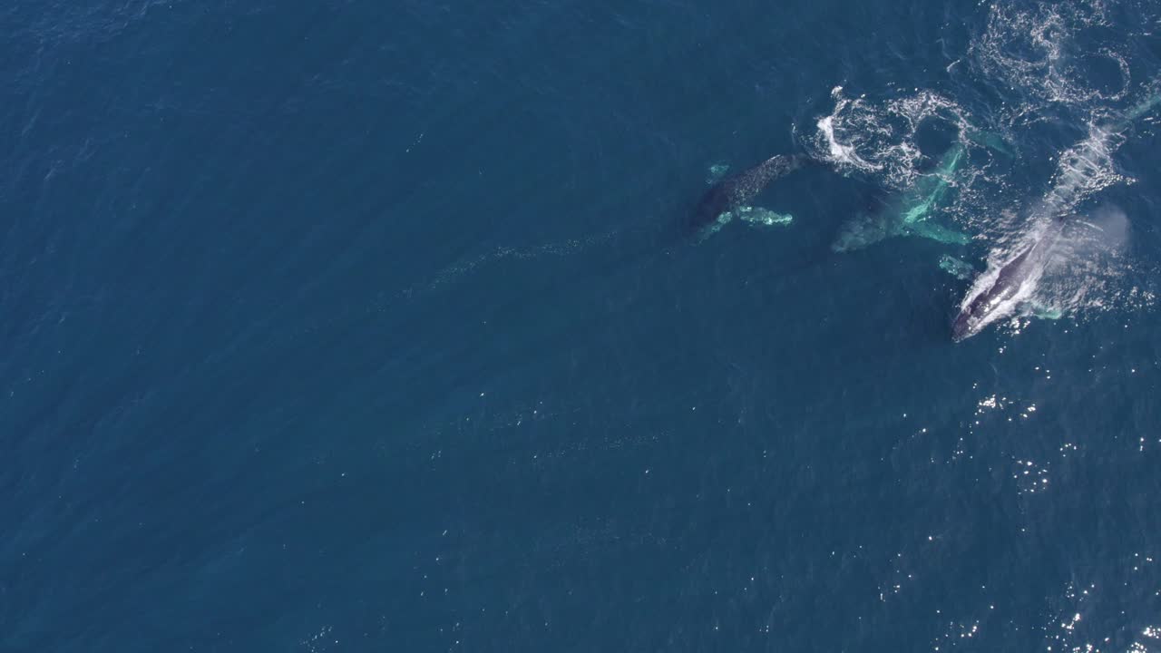 호주 연안 푸른 바다의 반짝이는 바다에서 헤엄치는 혹등고래 무리