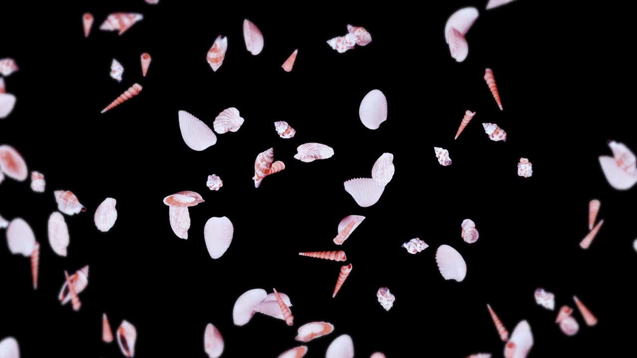 검은 바탕에 많은 바다 데기를 날아. 현실적인 조개 모양의 컬렉션. 열대 수중. 회전하는 데기의 3d 루프 애니메이션.