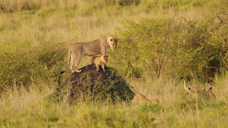 Slow-Motion-Shot-of-Mother-and-cubs-search-across-the-African-plains-for-food,-family-Wildlife-in-Maasai-Mara-National-Reserve,-Kenya,-Africa-Safari-Animals-in-Masai-Mara-North-Conservancy