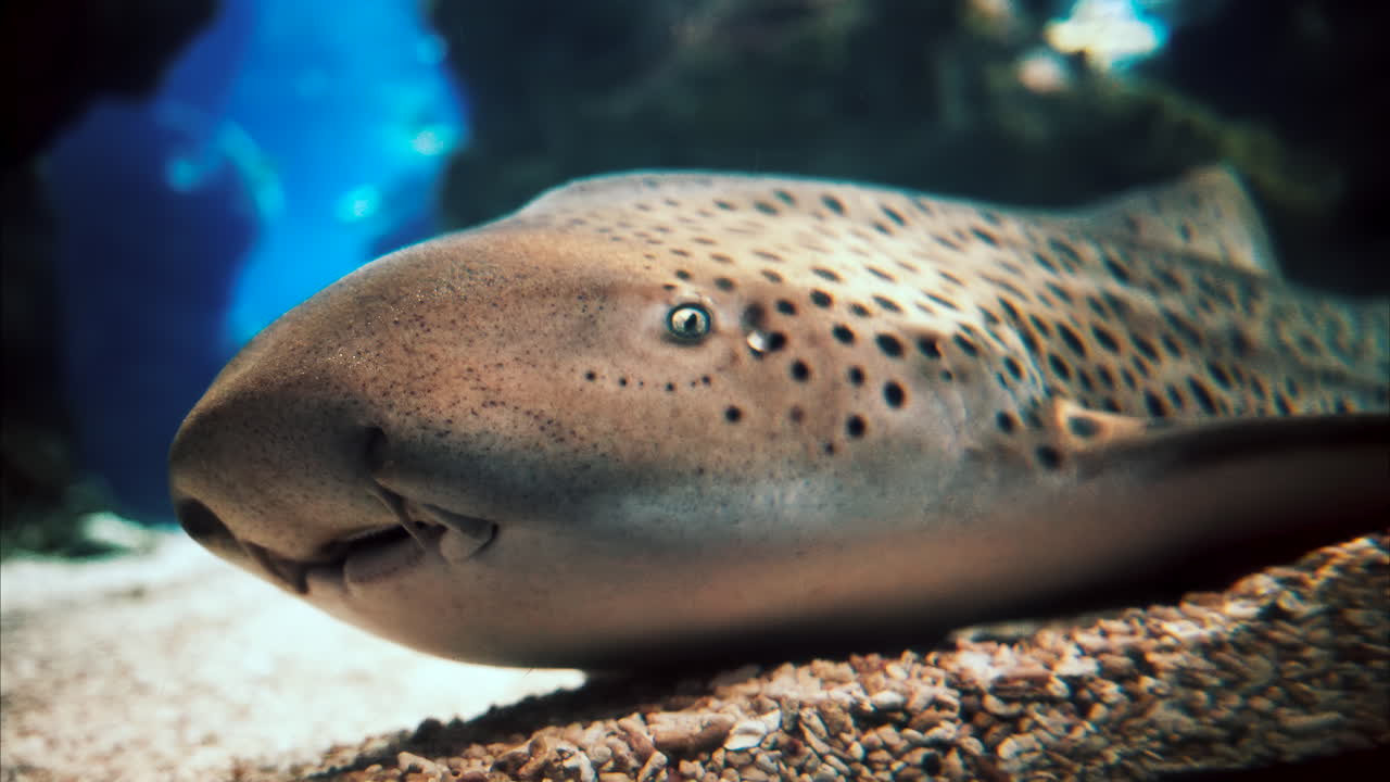 Primo piano di uno squalo zebra nell'acqua