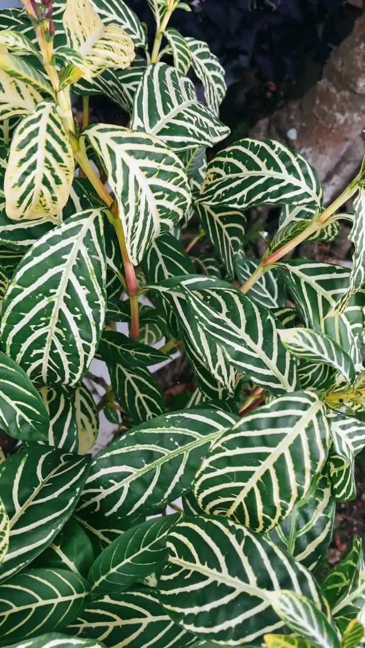 Close-up of a plant with vibrant striped leaves