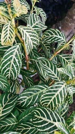 close-up of a plant with vibrant striped leaves