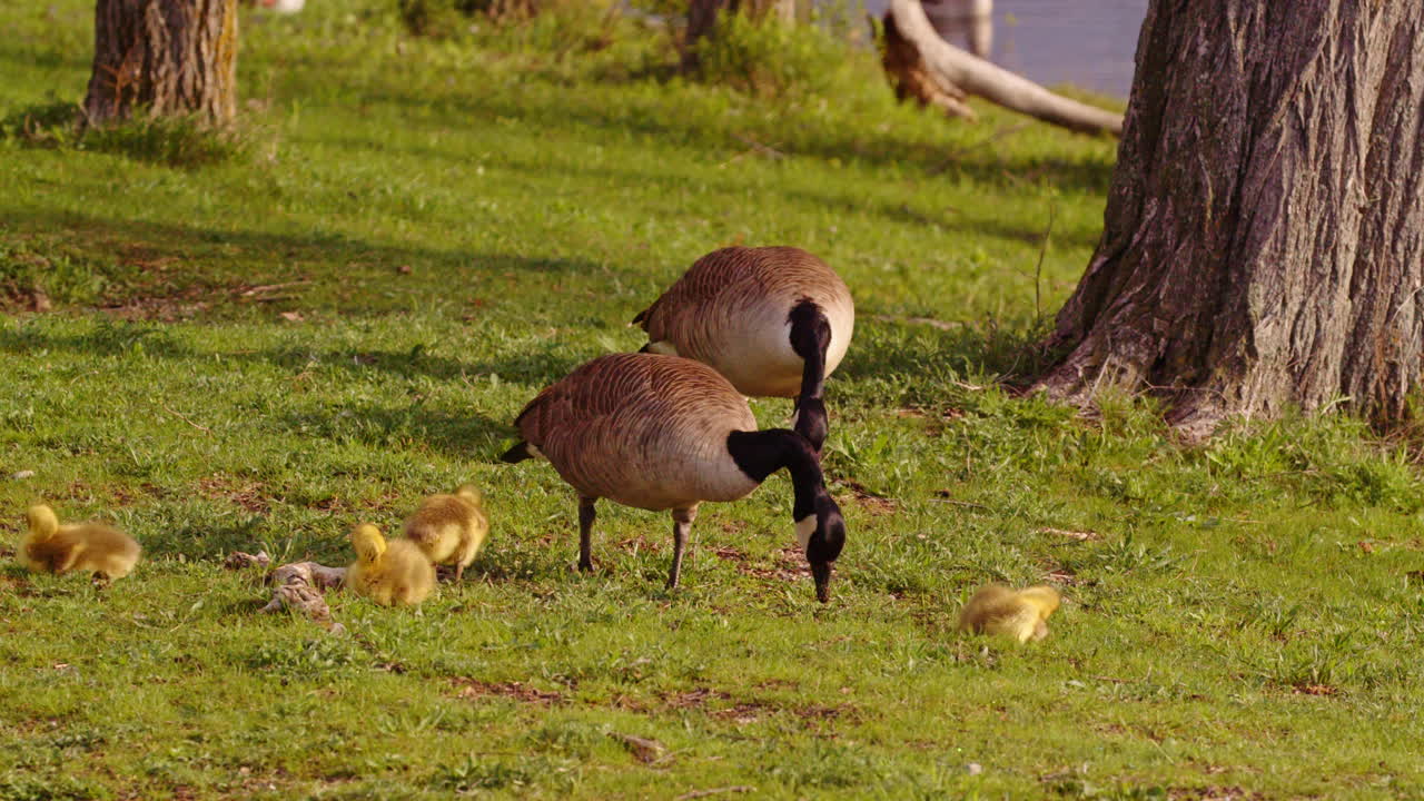 Young goslings wobble, feed, and paddle in a slow-mo glimpse of their first day.