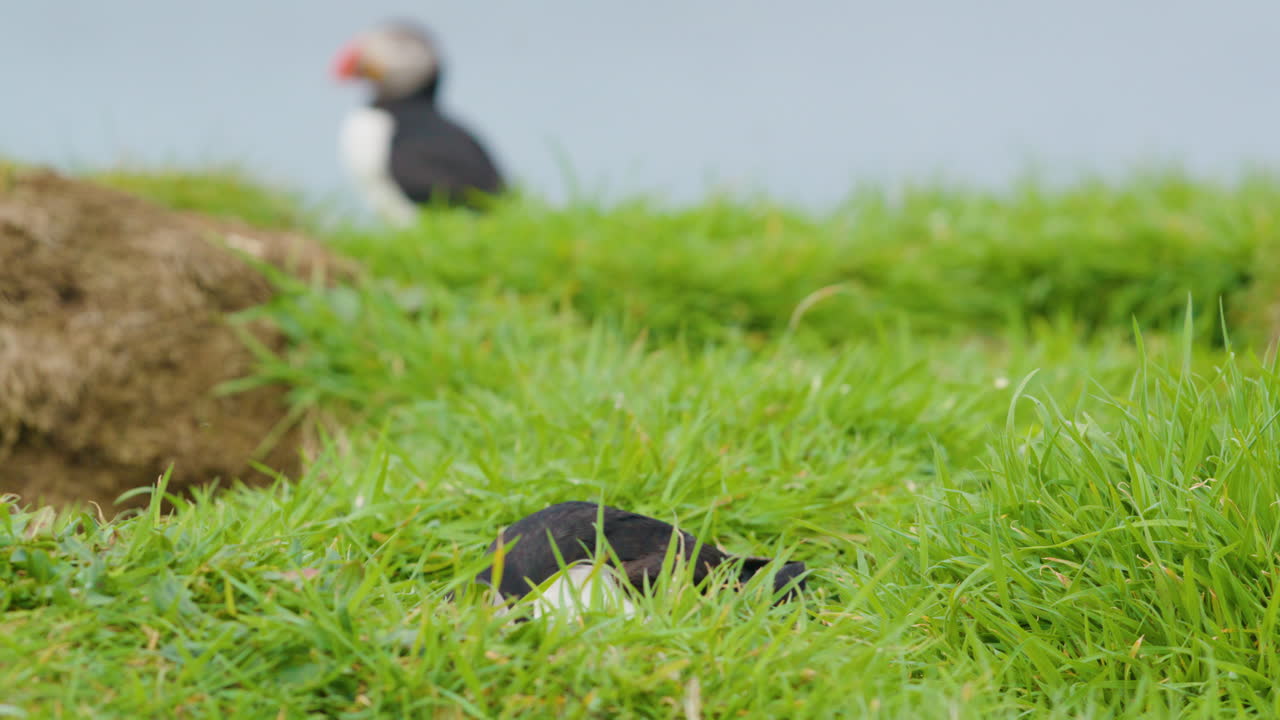 el papagaio entra en la madriguera con material para anidar, isla de lunga, escocia - slomo