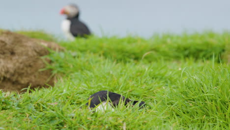 Puffin-enters-burrow-with-nesting-material,-Lunga-island,-Scotland---Slomo