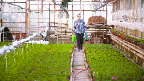 agricultora regando plantas en greenhnouse 9