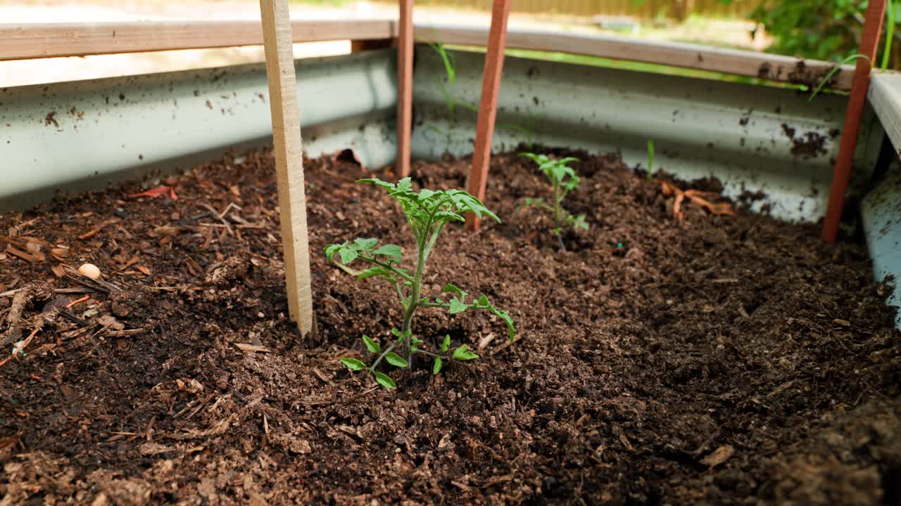 Cherry tomato saplings growing in healthy garden soil in a backyard veggie patch. Great for food, gardening, and sustainability projects.