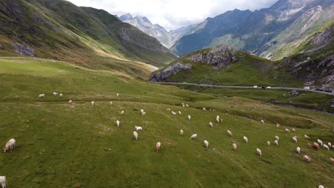 spanish pyrenees, spain - aerial drone view cattle of cows grazing at the green valley