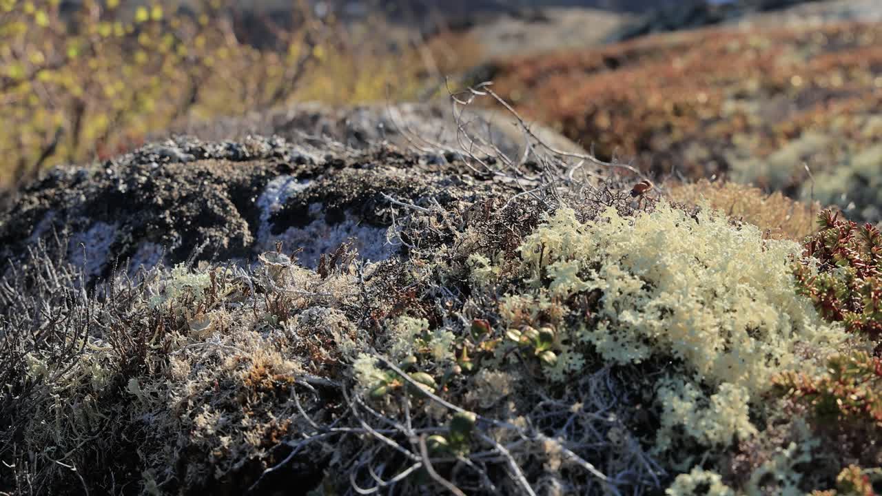 북극  ⁇ 드라 리 ⁇  모스 클로즈업. 주로 북극  ⁇ 드라, 알파인  ⁇ 드라에서 발견되며, 매우 추위에 견 ⁇  수 있습니다. 클라도니아 랭지페리나 (cladonia rangiferina), 렌더 컵 리 ⁇ 으로도 알려져 있습니다.