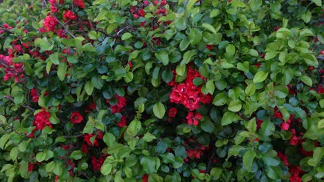 slow camera zoom on vivid red flowers and green foliage of a flowering quince, perfect as a natural background