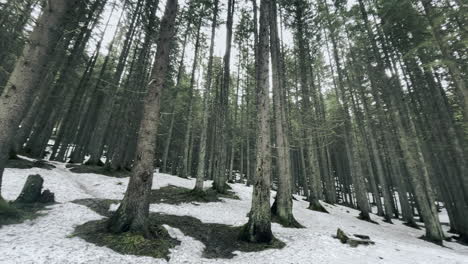 bosque de coníferas con nieve derretida. vista del bosque primaveral con árboles y nieve.