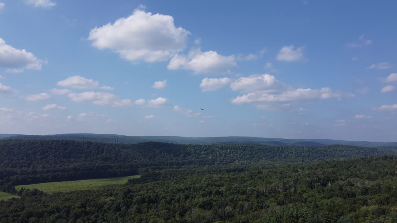 pájaro depredador volando sobre un bosque