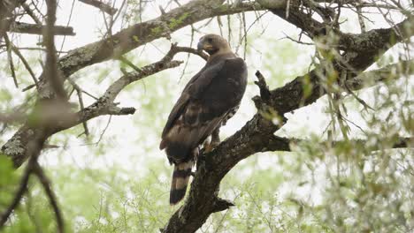 Águila-Coronada-Encaramada-Salta-A-Otra-Rama