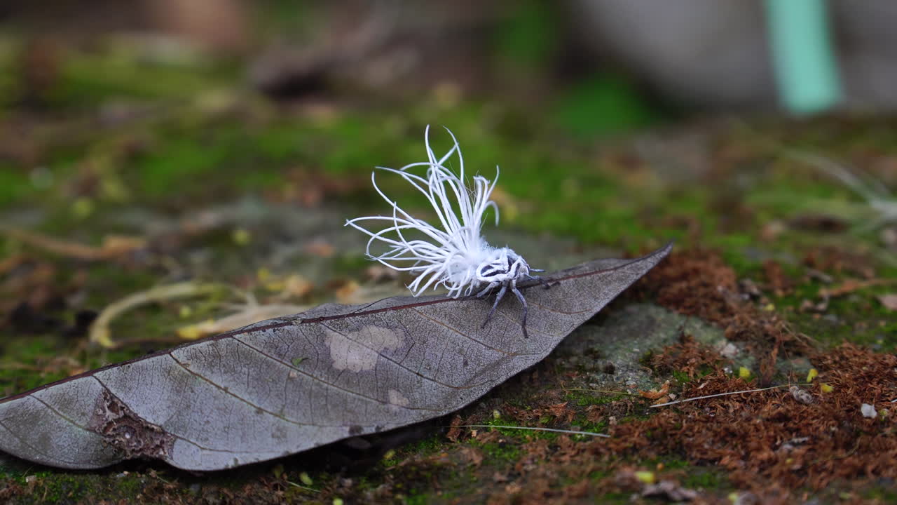 Close up video of Planthopper Nymphs with their fluffy tails, resting on a brown leaf