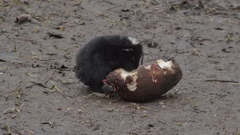 black guinea pig eating vegetable on muddy soil