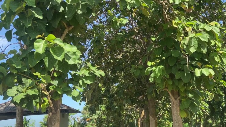 Fogliame verde lussureggiante e alberi che costeggiano un tranquillo sentiero all'aperto.