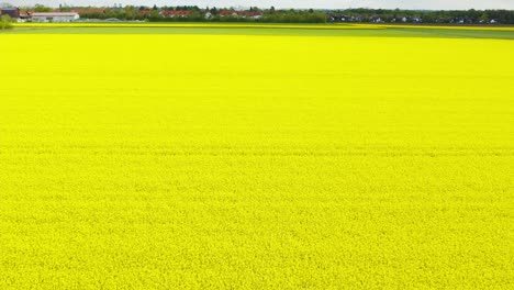 Vuelo-De-Baja-Perspectiva-Sobre-Un-Colorido-Campo-Amarillo-De-Plantas-De-Colza-Con-Un-Pequeño-Pueblo-En-El-Horizonte