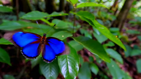 vibrant blue butterfly on green leaf