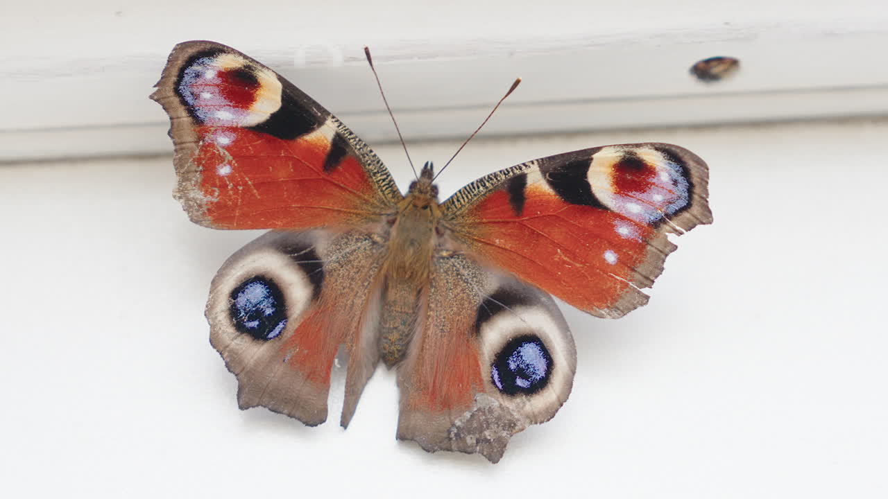 Face dorsale d'Aglais io, papillon Paon-du-jour, sur un mur blanc