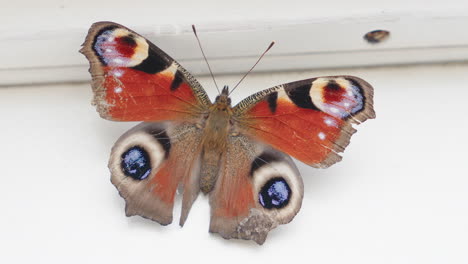 lado dorsal de aglais io, mariposa pavo real europea en la pared blanca