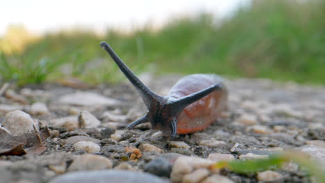 Makroaufnahme-Einer-Langsam-Kriechenden-Roten-Nacktschnecke-Auf-Steinigem-Boden-In-Der-Wildnis-Bei-Sonnenuntergang---Schwarze-Antenne-Und-Roter,-Schleimiger-Körper