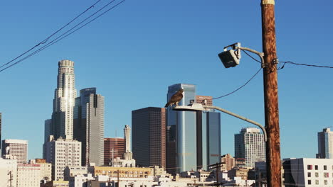 bird perched on a street light overlooking the los angeles downtown skyline