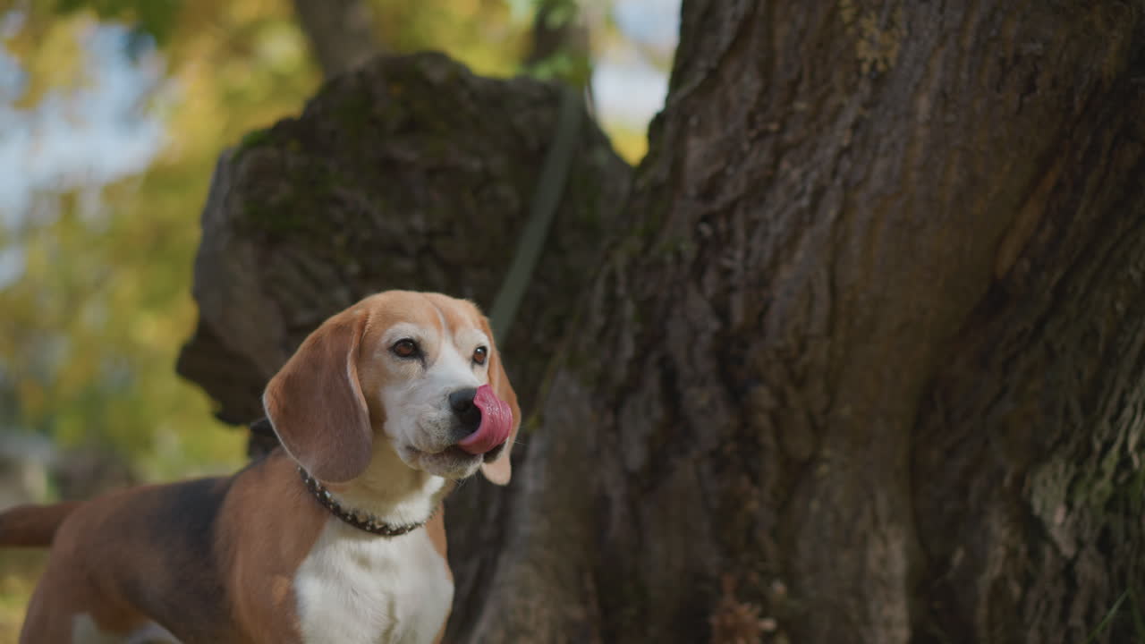 beagle dog with relaxed expression licks nose while sitting calmly on leash near textured tree bark in warm autumn forest, bathed in golden sunlight and surrounded by gentle natural blur