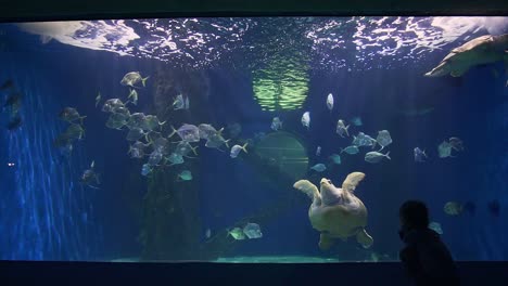 kids enjoying the sea turtle exhibit at the virginia beach aquarium