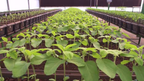 soy bean plantation indoors slide