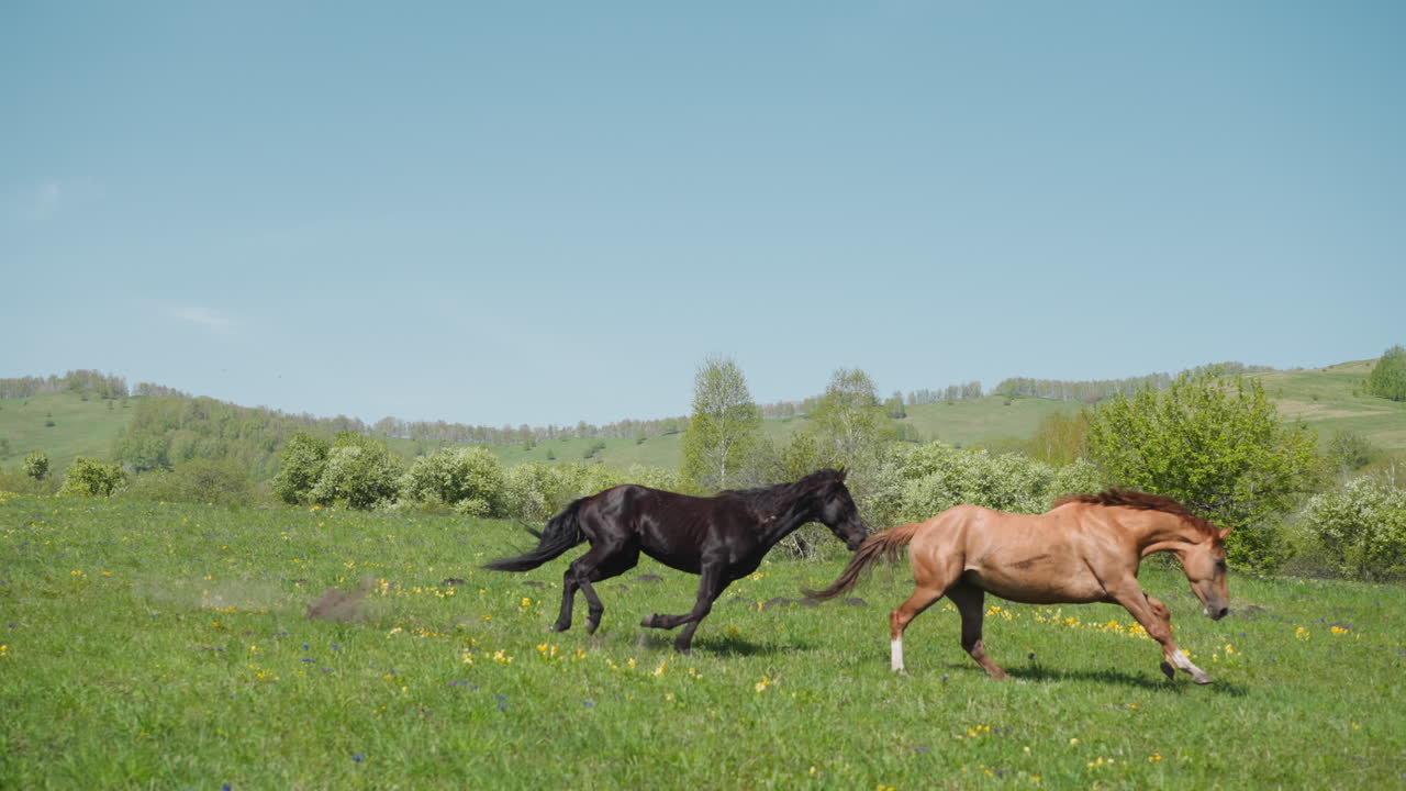 caballos de raza pura oscuros y de piel de caballo corren y juegan en el campo