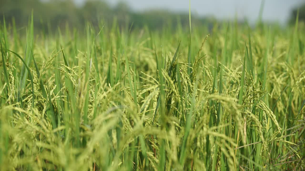 쌀은 많은 아시아 국가에서 주식입니다.