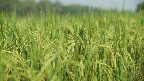 rice is the staple food in many asian countries