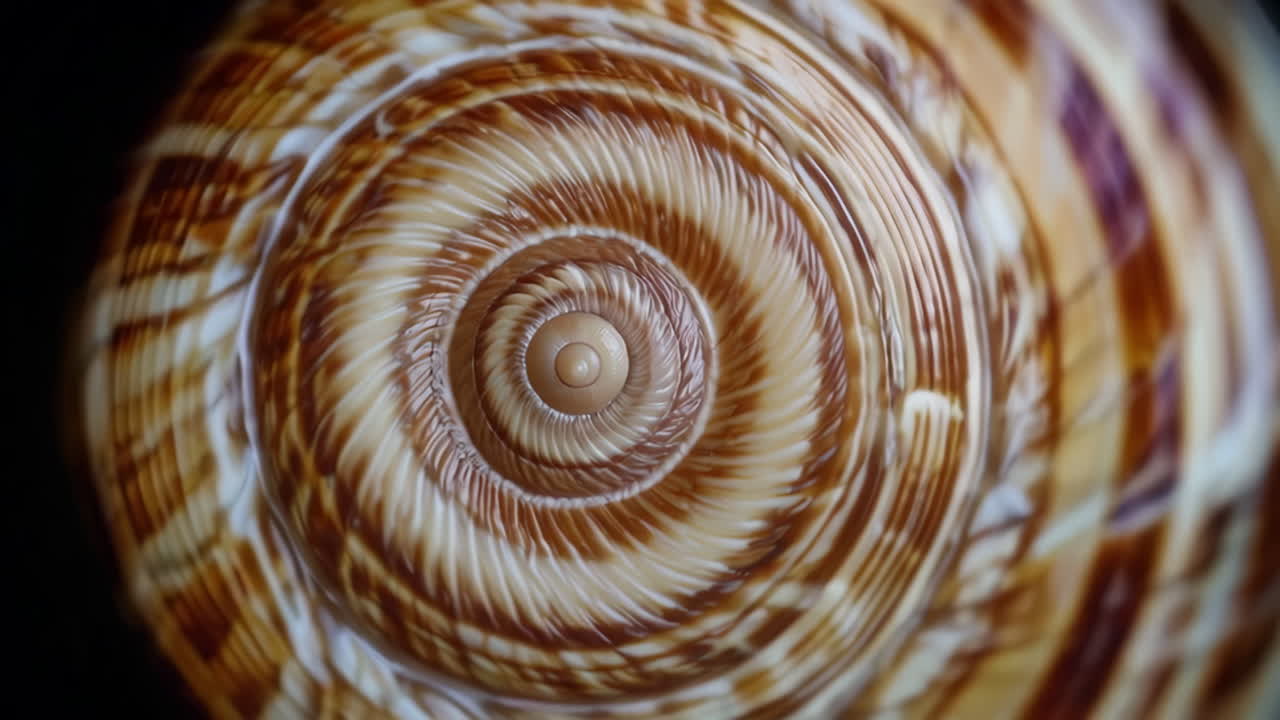Close-up of a Spiral Shell Pattern