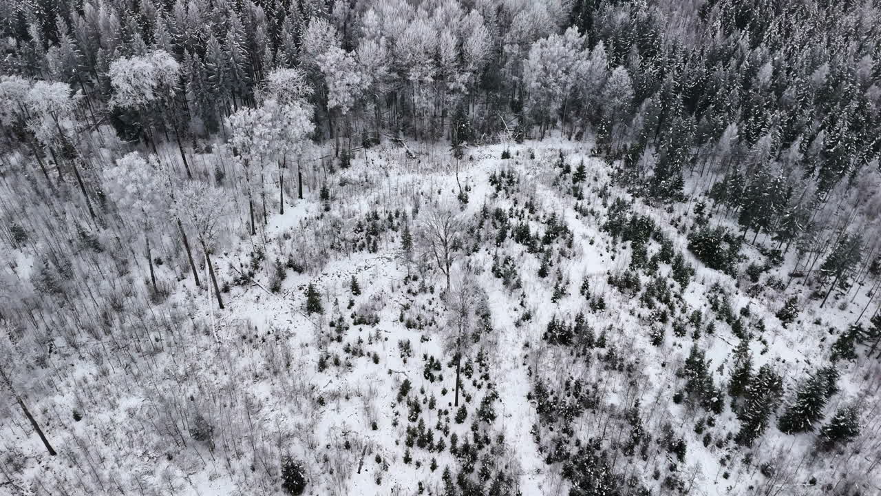 Snow covered forest landscape showing tree species transition from pine to deciduous