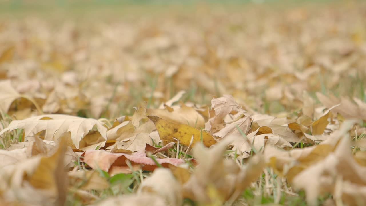 땅에 떨어진 가을 낙엽