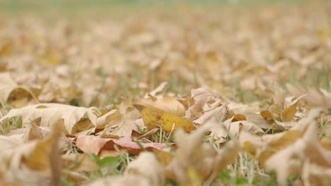 fallen autumn leaves on the ground