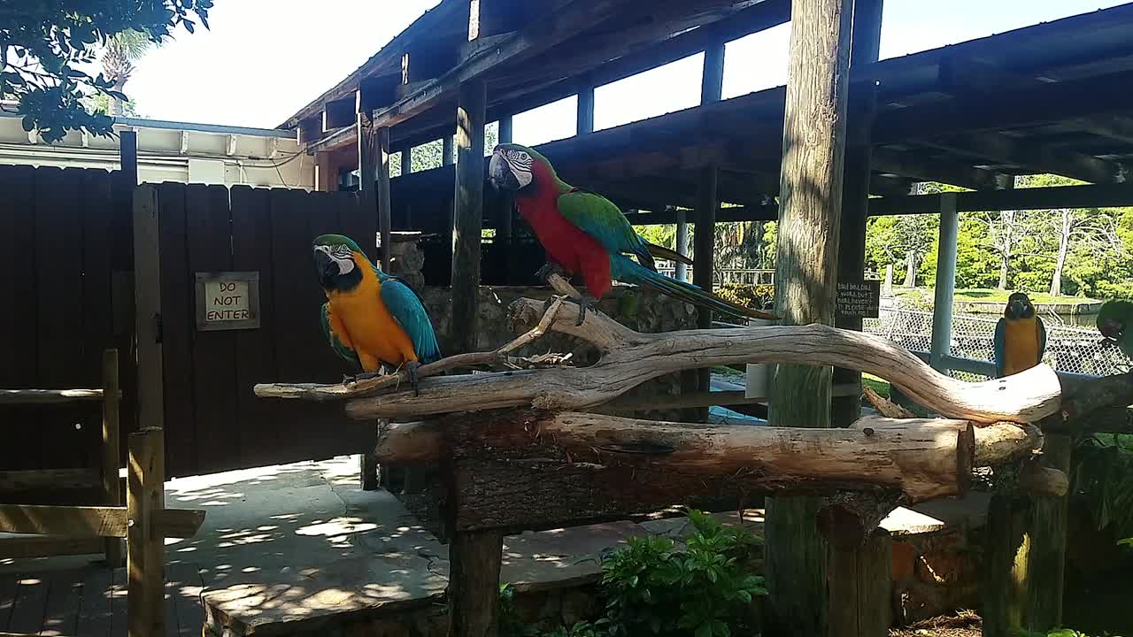Ara Macaw Parrots on branches at a amusement park.
