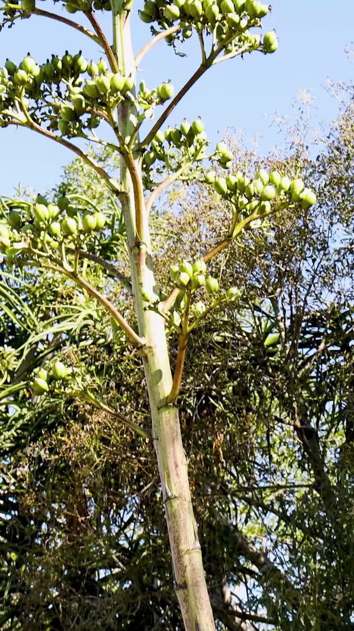 Una telecamera si inclina verso l'alto dalle foglie appuntite di agave a un alto stelo fiorito sullo sfondo di alberi