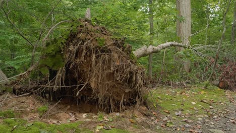 Roots-of-fallen-tree-in-a-forest,-Wissahickon-Creek