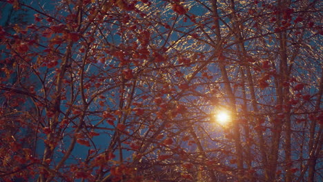 primer plano de hojas de otoño heladas y bayas rojas cubiertas de hielo, iluminadas por una suave luz dorada que crea una escena de invierno serena con un fondo brillante borroso