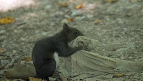 profile close-up of eurasian red squirrel folding rag fabric using mouth and paws on a ground