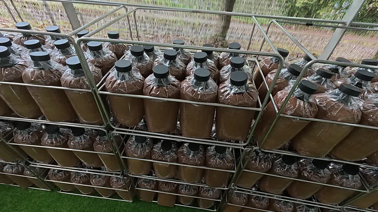 A mushroom block prepared with fertilizer and nutrients. This mixture ensures the fungi's healthy and proper growth