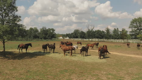 horses grazing in a pasture