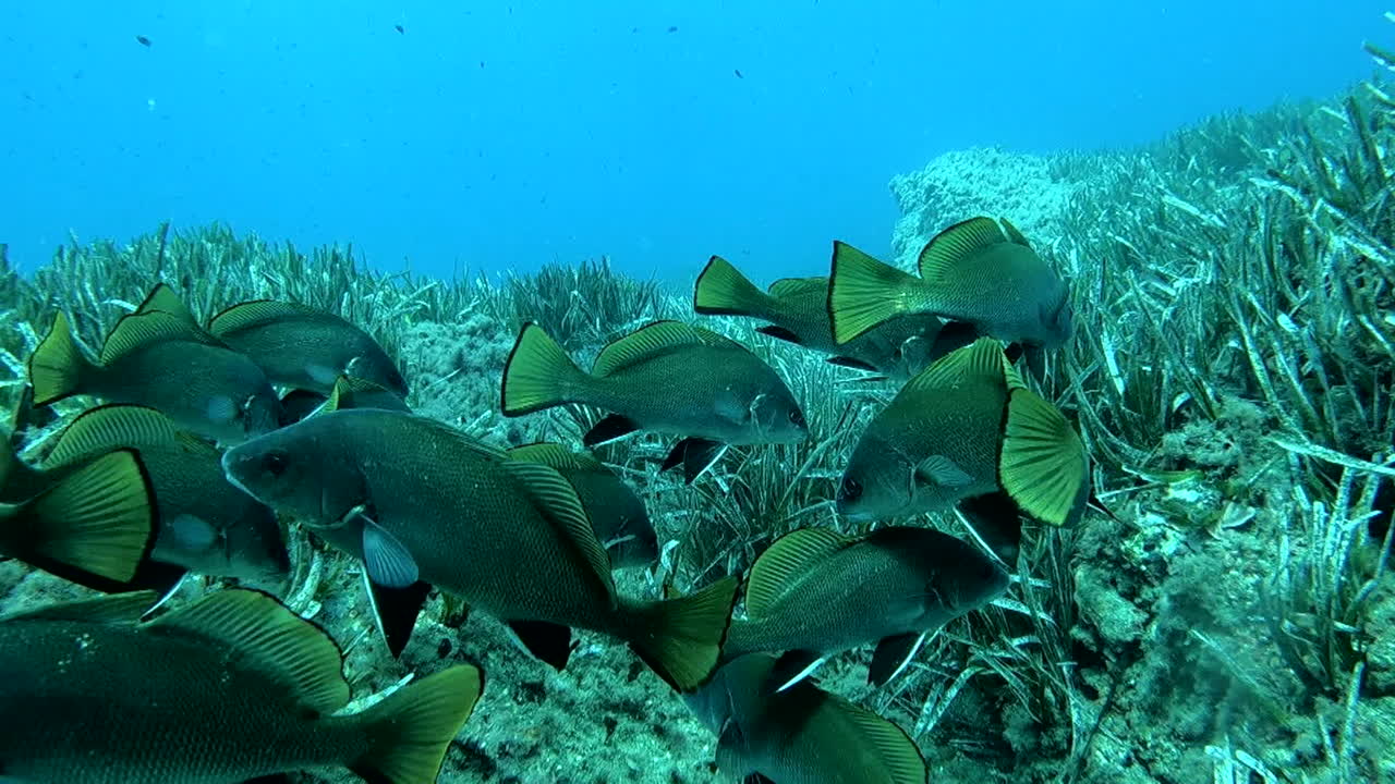 School of fish in a coral reef