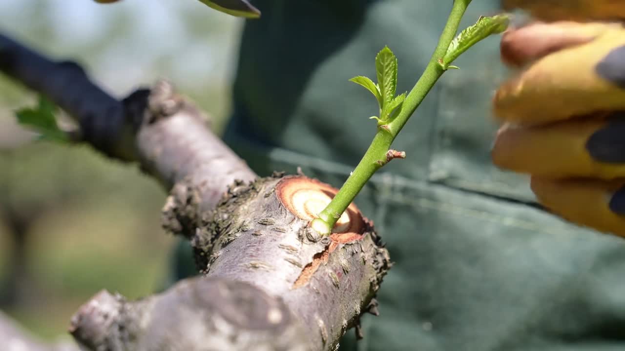 Positioning scion, yellow-gloved hands paring bark with knife on garden branch preparing graft