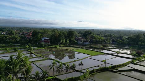 Paisaje-Rural-Con-Estanques-De-Agua-De-Terrazas-De-Arroz-Verde-Rodeadas-De-Palmeras-En-Un-Pueblo-De-Indonesia