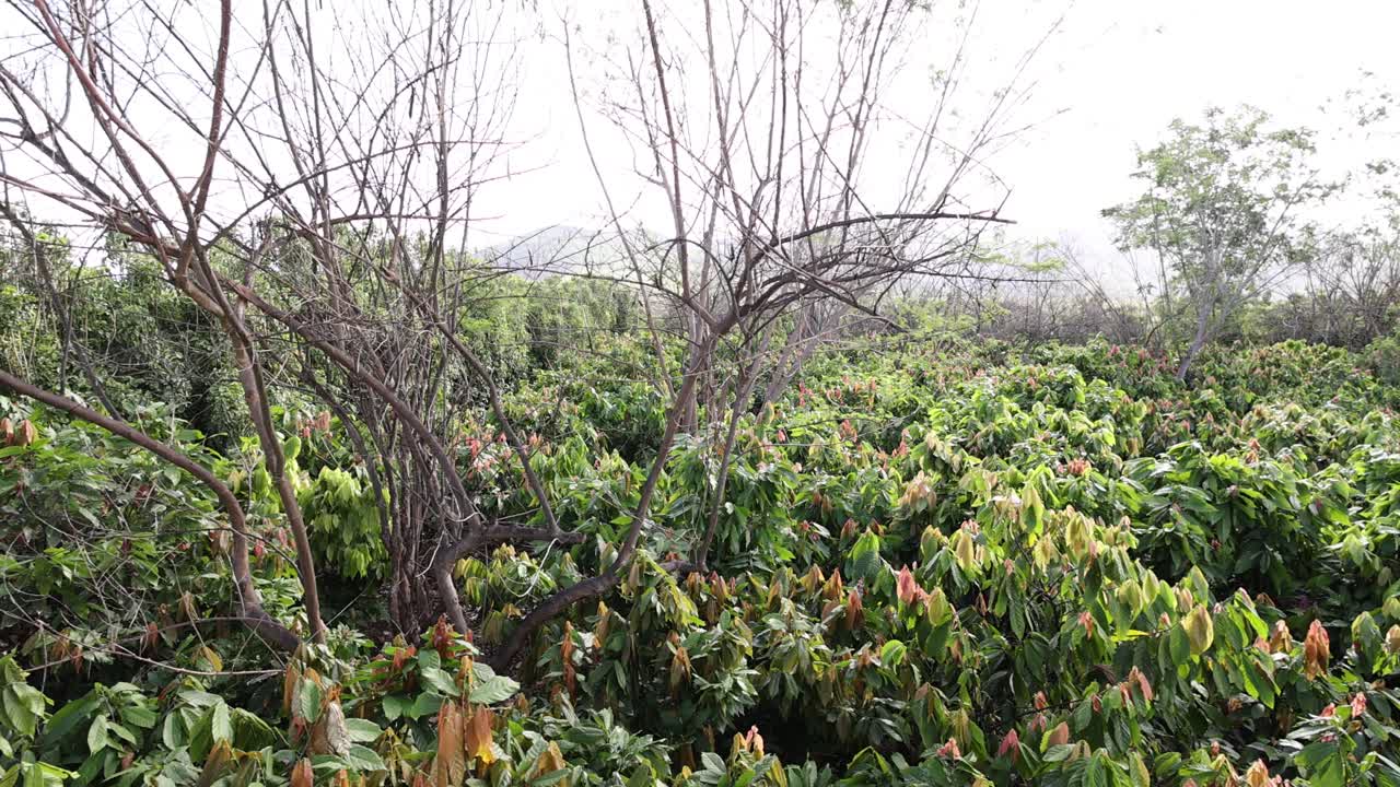 하와이 카카오 농장